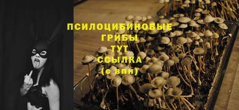 Псилоцибиновые грибы MAGIC MUSHROOMS  Кириллов 